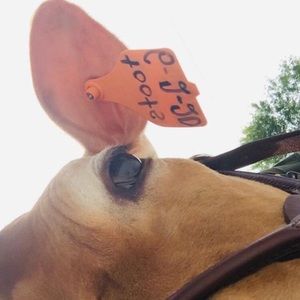 Meet your Posher, Patty